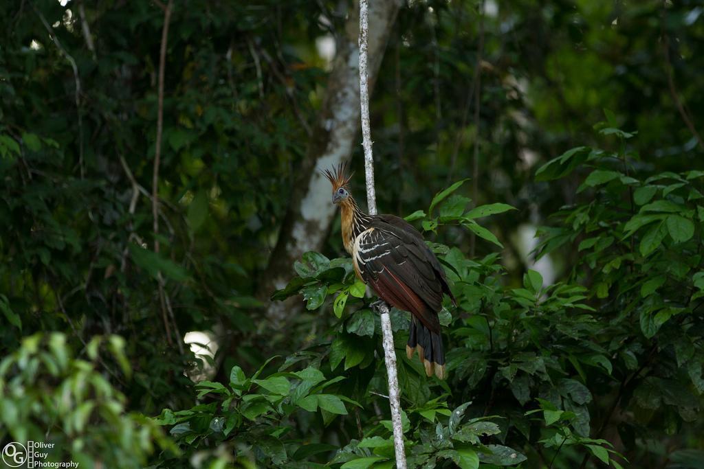 Jamu Lodge Puerto Montufar Bagian luar foto