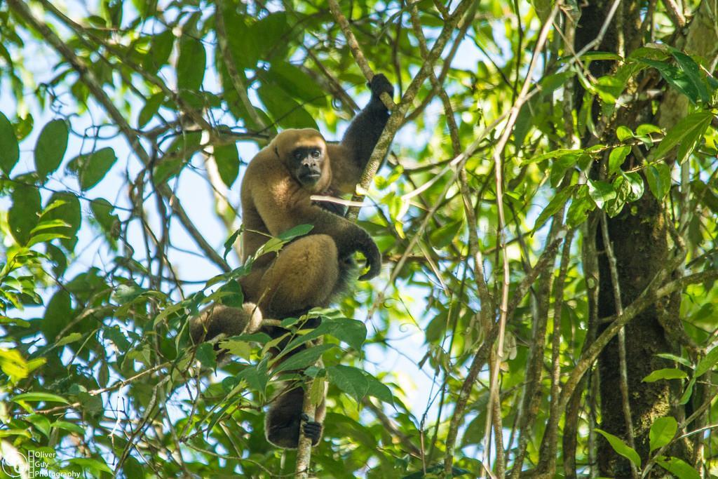 Jamu Lodge Puerto Montufar Bagian luar foto