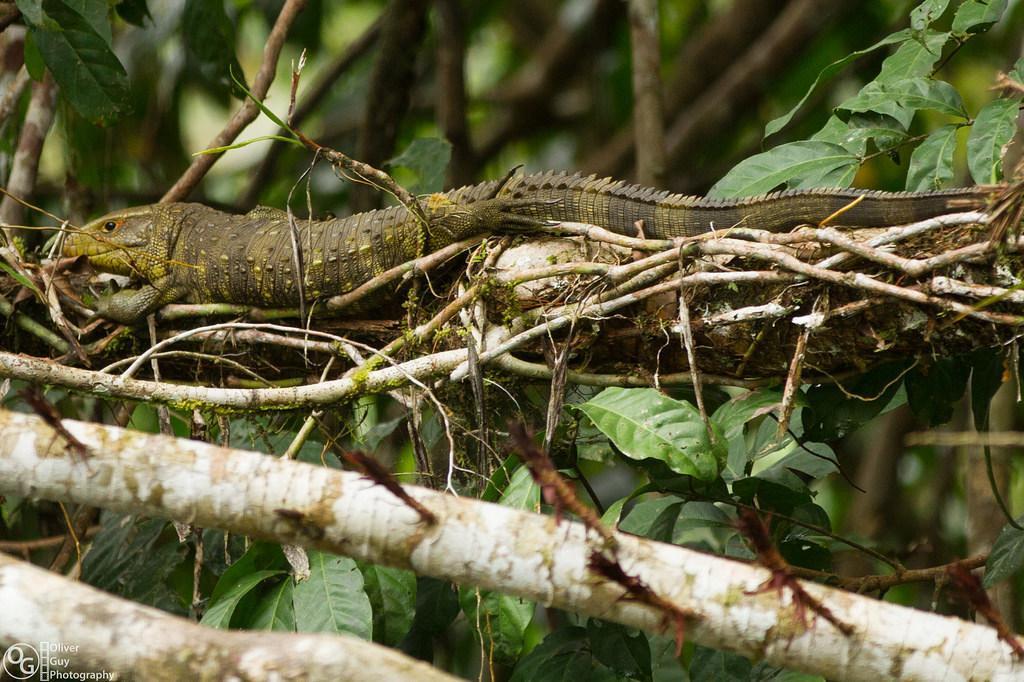 Jamu Lodge Puerto Montufar Bagian luar foto
