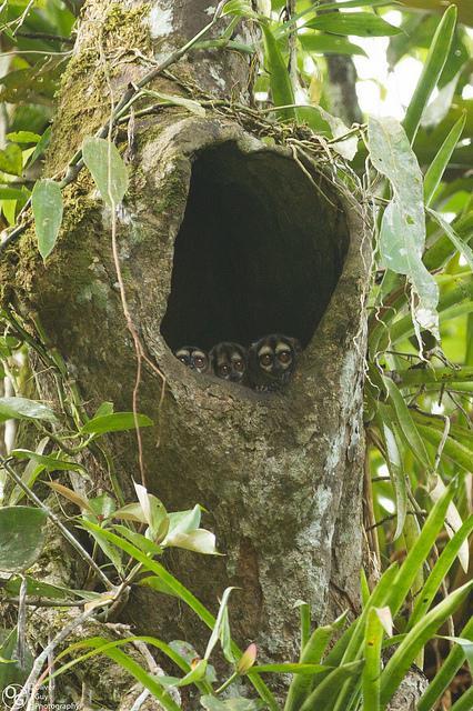 Jamu Lodge Puerto Montufar Bagian luar foto