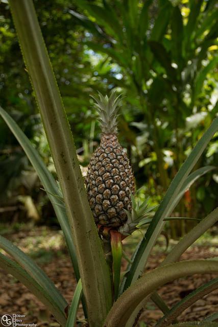 Jamu Lodge Puerto Montufar Bagian luar foto