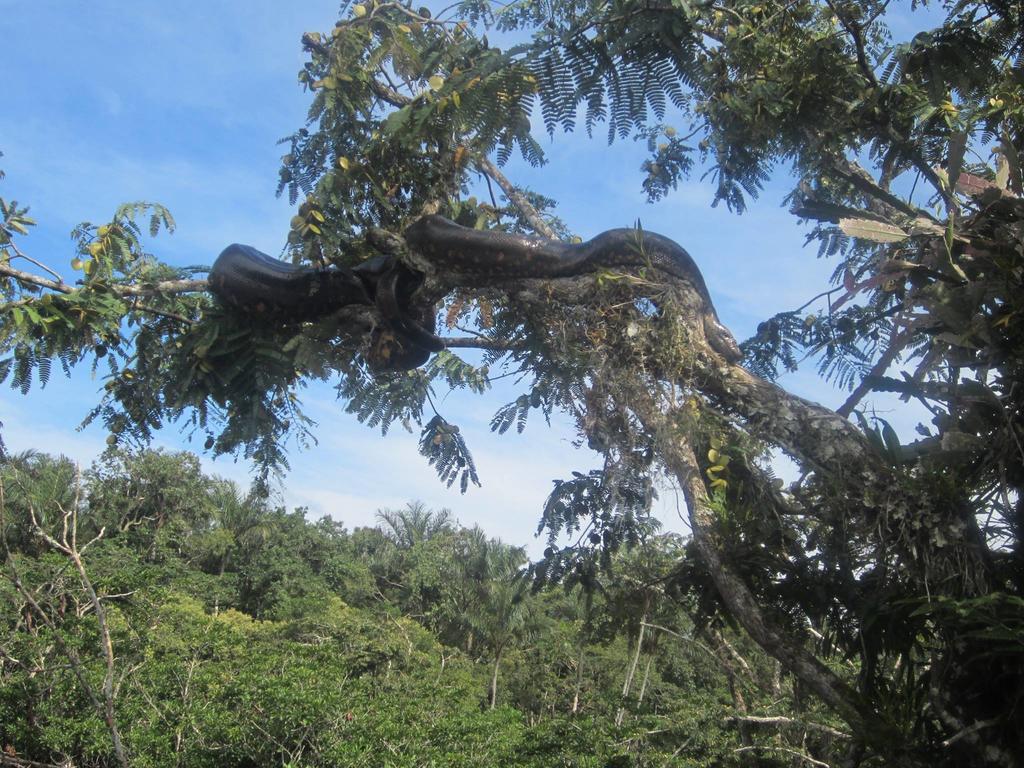 Jamu Lodge Puerto Montufar Bagian luar foto